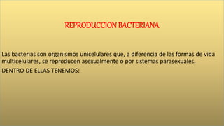 REPRODUCCION BACTERIANA
Las bacterias son organismos unicelulares que, a diferencia de las formas de vida
multicelulares, se reproducen asexualmente o por sistemas parasexuales.
DENTRO DE ELLAS TENEMOS:
 