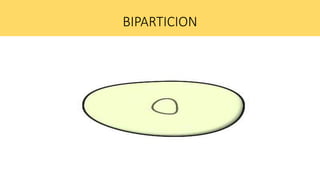 BIPARTICION
 