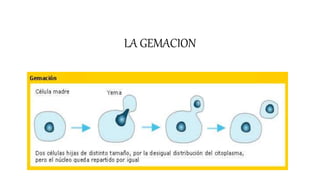 LA GEMACION
 