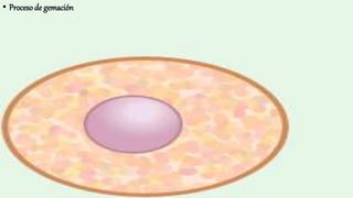 • Procesode gemación
 