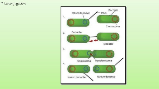 What is the definition of the concept of a species in bacteria based on? image
