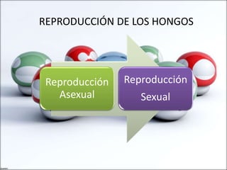 REPRODUCCIÓN DE LOS HONGOS
Reproducción
Asexual
Reproducción
Sexual
 