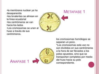 Metafase 1la membrana nuclear ya ha desaparecido