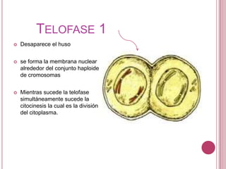 los bivalentes se alinean en la línea ecuatorial 