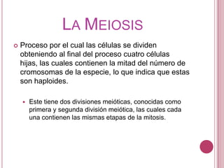 La MeiosisProceso por el cual las células se dividen obteniendo al final del proceso cuatro células hijas, las cuales contienen la mitad del número de cromosomas de la especie, lo que indica que estas son haploides. Este tiene dos divisiones meióticas, conocidas como primera y segunda división meiótica, las cuales cada una contienen las mismas etapas de la mitosis.