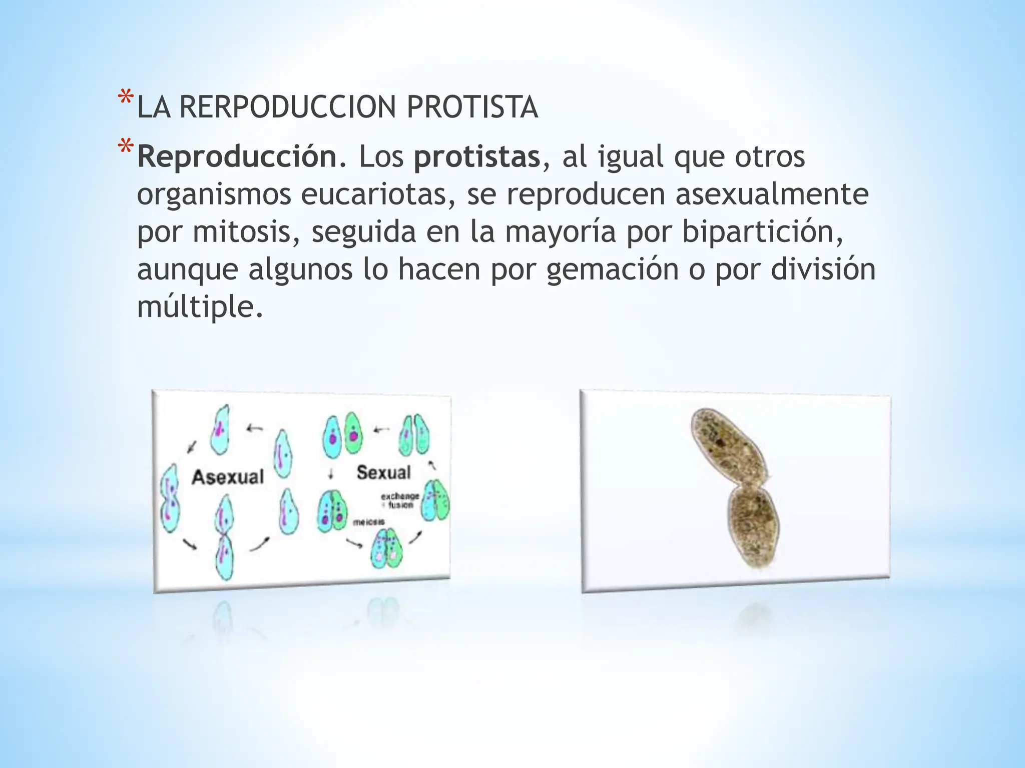 REPRODUCCION DE LOS PROTISTAS Y HOGOS.pptx