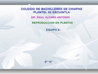 COLEGIO DE BACHILLERES DE CHIAPAS
PLANTEL 02 ESCUINTLA
DR. RAUL ALFARO ANTONIO
REPRODUCCION EN PLANTAS
EQUIPO 5:

6º “A”

 