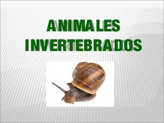 ANIMALES
INVERTEBRADOS
 