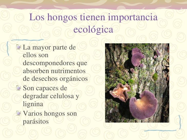 Reproduccion en el reino fungi