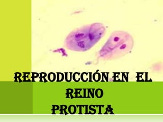 Reproducción en el
      REINO
    PROTISTA
 