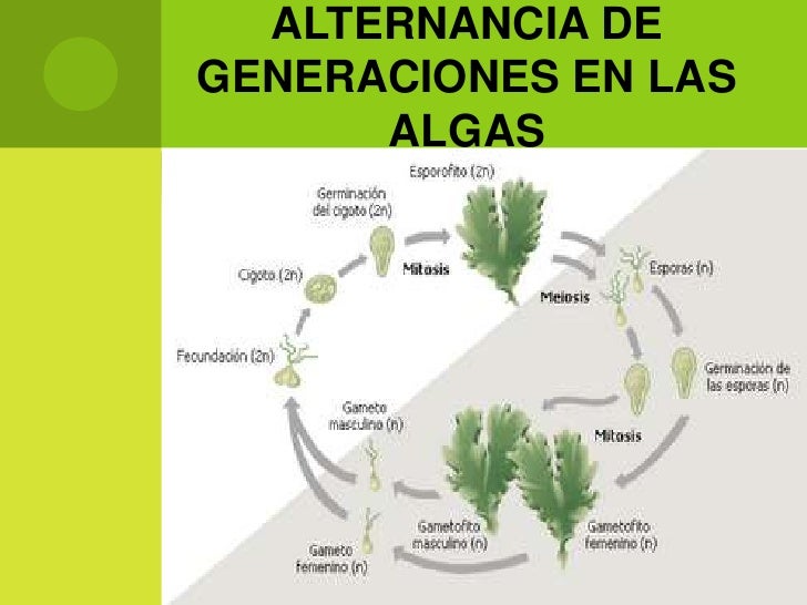 Reproducción en el Reino Protista.
