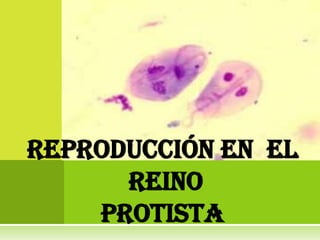 Reproducción en el
      REINO
    PROTISTA
 