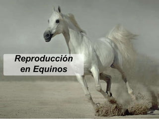 Reproducción
en Equinos
 