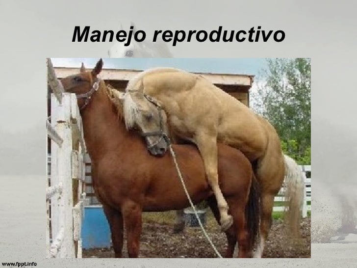 Manejo Reproductivo En Equinos Pdf
