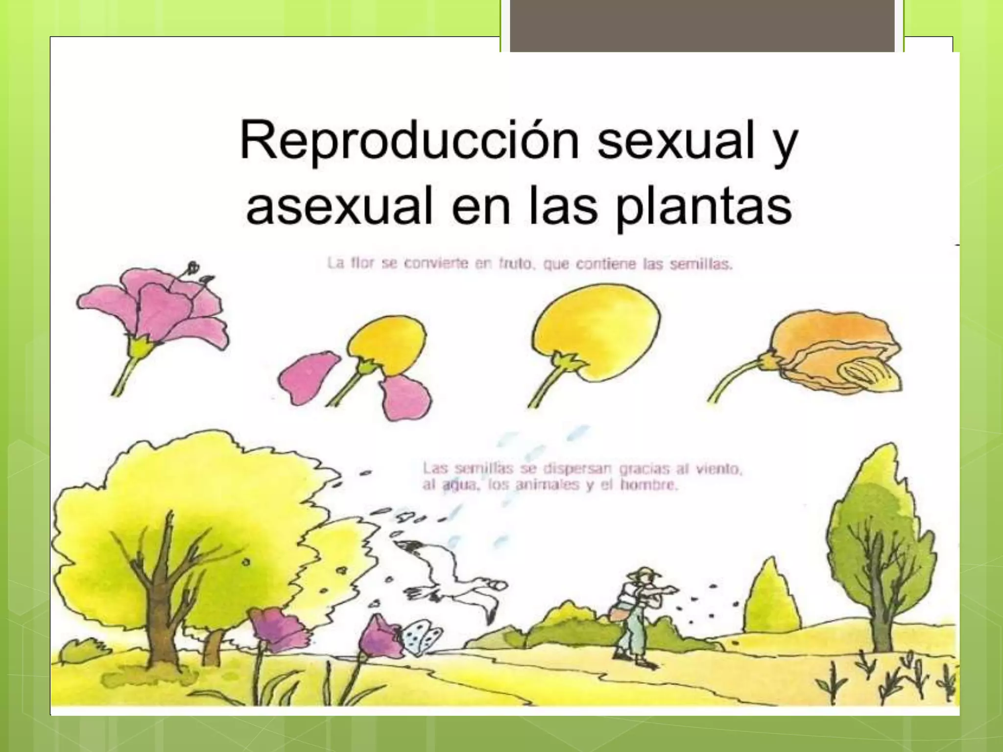 Reproduccion en las plantas | PPTX