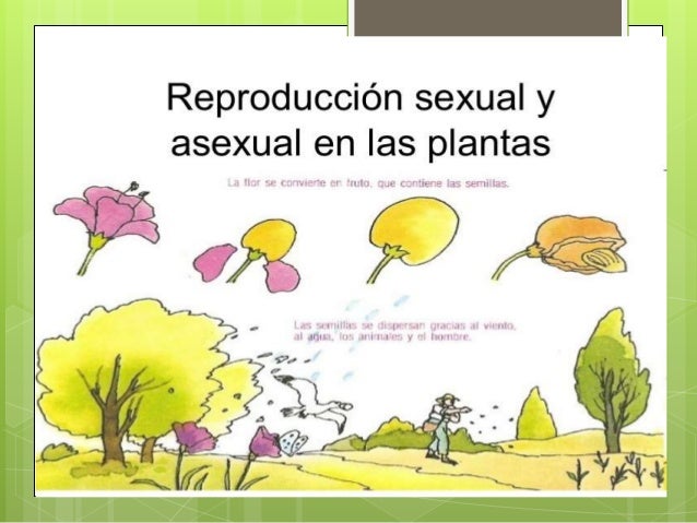 Reproduccion en las plantas