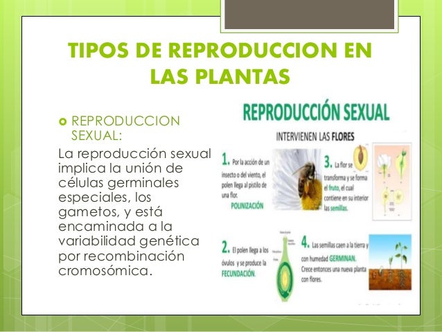 Reproduccion en las plantas