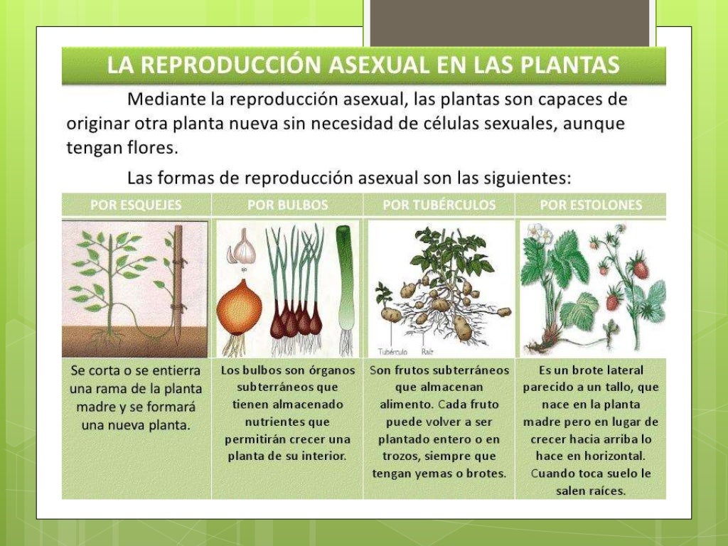 Reproduccion en las plantas