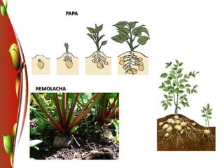 Reproduccion en las plantas
