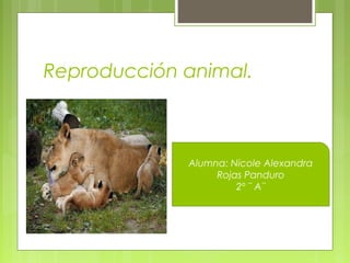 Reproducción animal.



             Alumna: Nicole Alexandra
                  Rojas Panduro
                      2º ¨ A¨
 