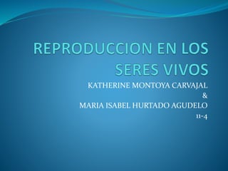 KATHERINE MONTOYA CARVAJAL
&
MARIA ISABEL HURTADO AGUDELO
11-4
 