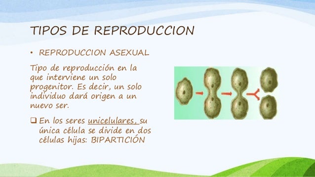 Reproduccion en los seres vivos diapositivas