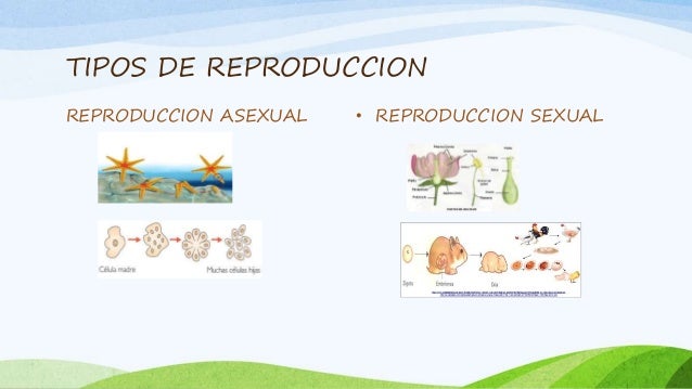 Reproduccion en los seres vivos diapositivas