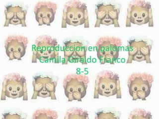 Reproduccion en palomas
Camila Giraldo Franco
8-5
 