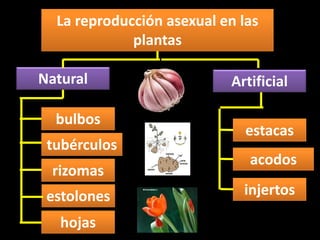 La reproducción asexual en las
plantas
Natural Artificial
bulbos
tubérculos
rizomas
hojas
estolones
estacas
acodos
injertos
 