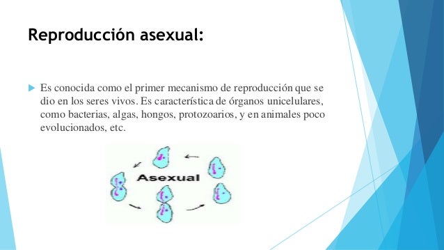 reproduccion en seres humanos reproduccion en seres humanos