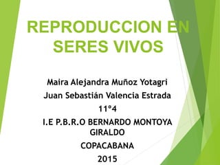 REPRODUCCION EN
SERES VIVOS
Maira Alejandra Muñoz Yotagri
Juan Sebastián Valencia Estrada
11º4
I.E P.B.R.O BERNARDO MONTOYA
GIRALDO
COPACABANA
2015
 