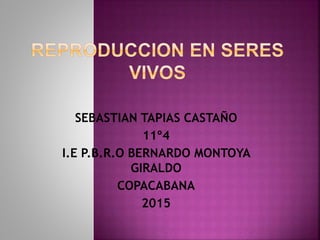 SEBASTIAN TAPIAS CASTAÑO
11º4
I.E P.B.R.O BERNARDO MONTOYA
GIRALDO
COPACABANA
2015
 