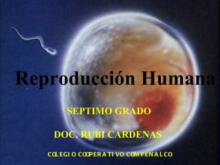 Reproducción Humana SEPTIMO GRADO DOC. RUBI CARDENAS  COLEGIO COOPERATIVO COMFENALCO 