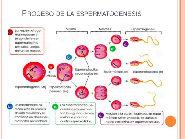 Reproduccion humana