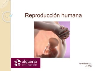 Reproducción humana
Por Marcos G.L
4º EPO
 