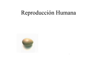 Reproducción Humana 