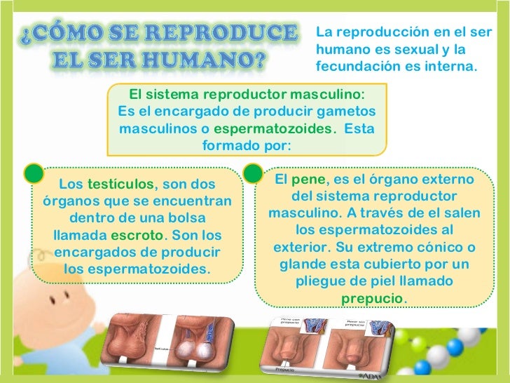 La potencia de por las masturbaciones