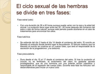El ciclo sexual de las hembras
se divide en tres fases:
Fase estral (celo)

   Con una duración de 36 a 40 horas aunque puede variar con la raza y la edad del
    animal. La ovulación tiene lugar entre las 35 - 40 horas después del comienzo del
    estro o celo de forma natural, aunque este periodo puede acortarse en el caso de
    tratamientos para sincronizar los celos.

Fase luteínica

   Se extiende del día 2 hasta el día 14 desde el comienzo del estro. El ovocito es
    liberado al oviducto donde tendrá lugar la fecundación. El folículo maduro que ha
    liberado al ovocito se cicatriza en un cuerpo lúteo, que será el responsable de la
    secreción de la progesterona y la oxitocina.

Fase preovulatoria

   Dura desde el día 15 al 17 desde el comienzo del estro. Sí tras la ovulación el
    ovocito no es fertilizado, el endometrio del útero no gestante secreta
    prostaglandina, que es una hormona con una potente acción luteolítica y
    responsable de la regresión del cuerpo lúteo. Durante esta fase los folículos van
    desarrollándose para iniciar un nuevo ciclo
 