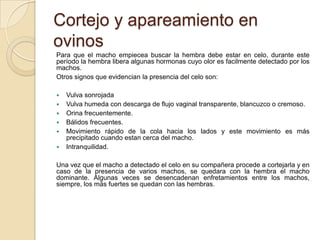 Cortejo y apareamiento en
ovinos
Para que el macho empiecea buscar la hembra debe estar en celo, durante este
período la hembra libera algunas hormonas cuyo olor es facilmente detectado por los
machos.
Otros signos que evidencian la presencia del celo son:

   Vulva sonrojada
   Vulva humeda con descarga de flujo vaginal transparente, blancuzco o cremoso.
   Orina frecuentemente.
   Bálidos frecuentes.
   Movimiento rápido de la cola hacia los lados y este movimiento es más
    precipitado cuando estan cerca del macho.
   Intranquilidad.

Una vez que el macho a detectado el celo en su compañera procede a cortejarla y en
caso de la presencia de varios machos, se quedara con la hembra el macho
dominante. Algunas veces se desencadenan enfretamientos entre los machos,
siempre, los más fuertes se quedan con las hembras.
 