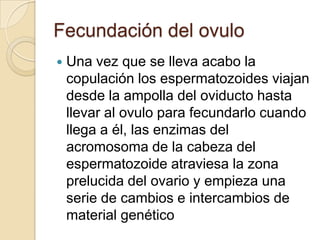 Fecundación del ovulo
   Una vez que se lleva acabo la
    copulación los espermatozoides viajan
    desde la ampolla del oviducto hasta
    llevar al ovulo para fecundarlo cuando
    llega a él, las enzimas del
    acromosoma de la cabeza del
    espermatozoide atraviesa la zona
    prelucida del ovario y empieza una
    serie de cambios e intercambios de
    material genético
 