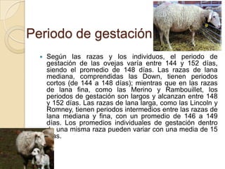 Periodo de gestación
     Según las razas y los individuos, el periodo de
      gestación de las ovejas varía entre 144 y 152 días,
      siendo el promedio de 148 días. Las razas de lana
      mediana, comprendidas las Down, tienen periodos
      cortos (de 144 a 148 días); mientras que en las razas
      de lana fina, como las Merino y Rambouillet, los
      periodos de gestación son largos y alcanzan entre 148
      y 152 días. Las razas de lana larga, como las Lincoln y
      Romney, tienen periodos intermedios entre las razas de
      lana mediana y fina, con un promedio de 146 a 149
      días. Los promedios individuales de gestación dentro
      de una misma raza pueden variar con una media de 15
      días.
 