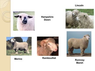 Lincoln



         Hampshire
           Down




Merino   Ramboulliet
                       Romney
                        Marsh
 
