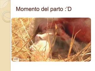 Momento del parto :’D
 