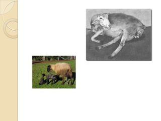 Reproduccion ovina (hembras) 