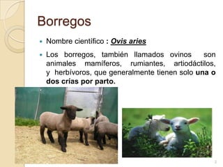 Borregos
   Nombre científico : Ovis aries
   Los borregos, también llamados ovinos        son
    animales mamíferos, rumiantes, artiodáctilos,
    y herbívoros, que generalmente tienen solo una o
    dos crías por parto.




                                                   2
 