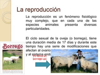 La reproducción
   La reproducción es un fenómeno fisiológico
   muy complejo, que en cada una de las
   especies      animales presenta  diversas
   particularidades.

   El ciclo sexual de la oveja (o borrega), tiene
   una duración media de 17 días y durante este
   tiempo hay una serie de modificaciones que
   afectan al ovario, al comportamiento del animal
   y al sistema un
         Yo tenia
                  endocrino.
       borrego así
 