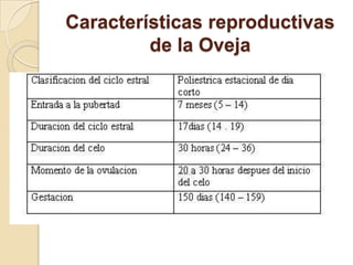 Características reproductivas
         de la Oveja
 