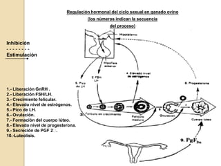 Regulación hormonal del ciclo sexual en ganado ovino
                                      (los números indican la secuencia
                                                 del proceso)



Inhibición
--------
Estimulación




1.- Liberación GnRH .
2.- Liberación FSH/LH.
3.- Crecimiento folicular.
4.- Elevado nivel de estrógenos.
5.- Pico de LH.
6.- Ovulación.
7.- Formación del cuerpo lúteo.
8.- Elevado nivel de progesterona.
9.- Secreción de PGF 2   .
10.-Luteolisis.
 