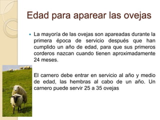 Edad para aparear las ovejas
   La mayoría de las ovejas son apareadas durante la
    primera época de servicio después que han
    cumplido un año de edad, para que sus primeros
    corderos nazcan cuando tienen aproximadamente
    24 meses.

   El carnero debe entrar en servicio al año y medio
    de edad, las hembras al cabo de un año. Un
    carnero puede servir 25 a 35 ovejas
 