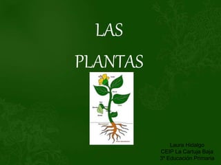 LAS
PLANTAS
Laura Hidalgo
CEIP La Cartuja Baja
3º Educación Primaria
 